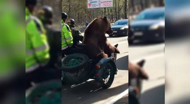 Ciudadanos rusos quedan sorprendidos al ver a un oso paseando en moto Ciudadanos rusos quedan sorprendidos al ver a un oso paseando en moto