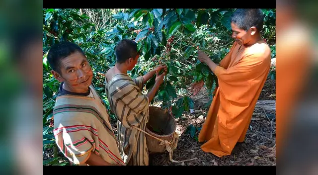 Nativos de la comunidad de Mayni exportan el mejor café de Satipo a Inglaterra