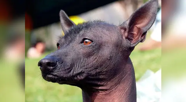 La temperatura corporal de este tipo de perro es exactamente la misma a la de otros perros