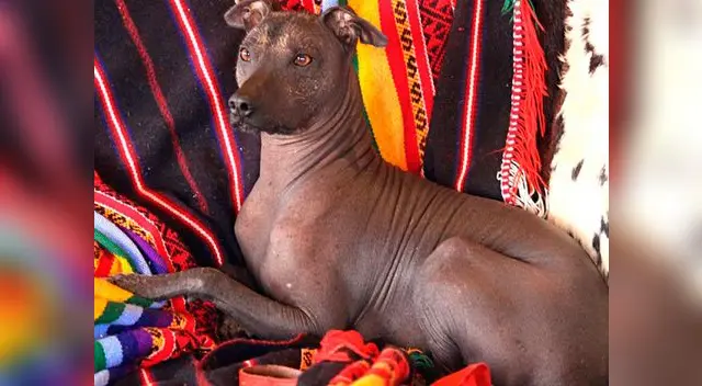 Esta raza se adapta mayormente a climas cálidos