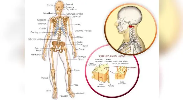 Conoce todo sobre el sistema óseo del cuerpo humano Conoce todo sobre el sistema óseo del cuerpo humano