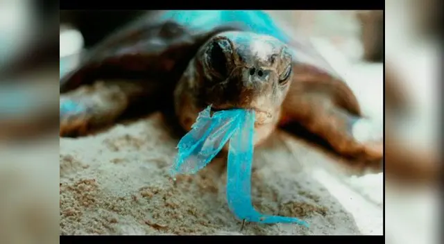 Otras especies marinas también se ven afectadas por la contaminación de los mares Otras especies marinas también se ven afectadas por la contaminación de los mares