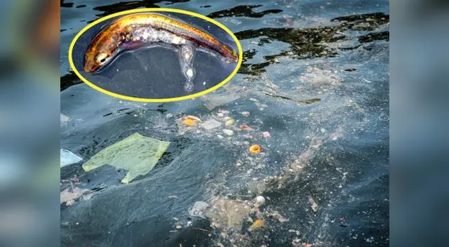 Los peces confunden el plancton con el plástico Los peces confunden el plancton con el plástico