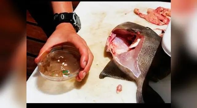Plástico y vidrio encontrado en los intestinos de peces de consumo humano Plástico y vidrio encontrado en los intestinos de peces de consumo humano