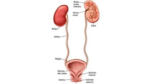 Conoce los cuidados del Sistema Urinario en el cuerpo humano. Conoce los cuidados del Sistema Urinario en el cuerpo humano.