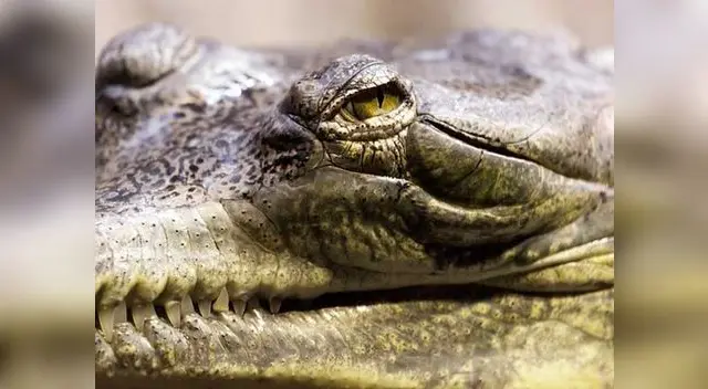 Cocodrilo era una falsa alarma y pobladores difundieron fotos por Twitter Cocodrilo era una falsa alarma y pobladores difundieron fotos por Twitter