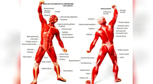 El sistema muscular es complejo