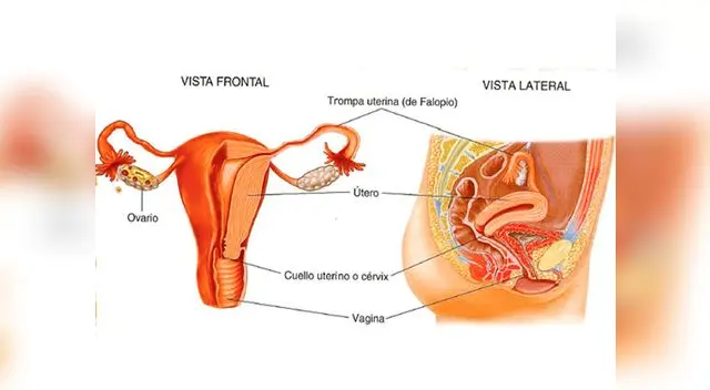 Sistema Reproductor Femenino