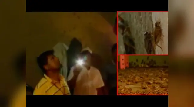 Plaga de grillos en Lambayeque