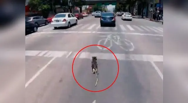 Persecusión se viralizó en Twitter y YouTube Persecusión se viralizó en Twitter y YouTube