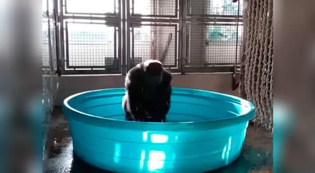 Gorila causa sensación al darse el mejor baño de su vida