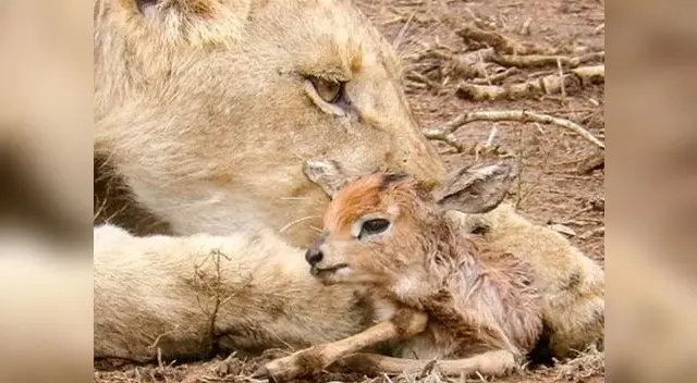 Video de leona cuidando a antílope bebé se ha vuelto viral en redes sociales Video de leona cuidando a antílope bebé se ha vuelto viral en redes sociales