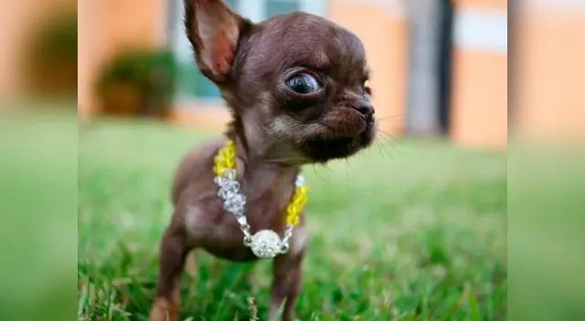 Perro de nombre 'Martha' gana concurso como el can 'Más feo del Mundo'