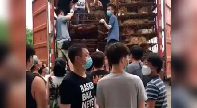 Rescatan a cientos de perros que iban directo al matadero Rescatan a cientos de perros que iban directo al matadero