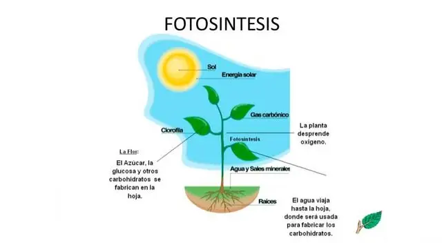 Los reinos de los seres vivos: Reino vegetal