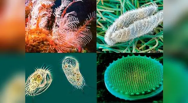 También conocido como reino Protoctista También conocido como reino Protoctista