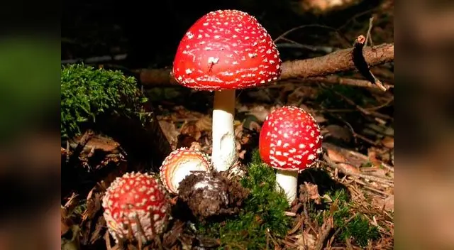 Los reinos de los seres vivos: El Reino Fungi