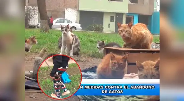 Gatos son abandonados en Ate y perritos los matan por las noches Gatos son abandonados en Ate y perritos los matan por las noches