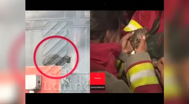 30 animalitos murieron calcinados en incendio