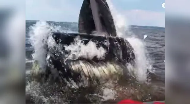 Turistas se llevaron el susto de sus vidas al ver a ballena Turistas se llevaron el susto de sus vidas al ver a ballena