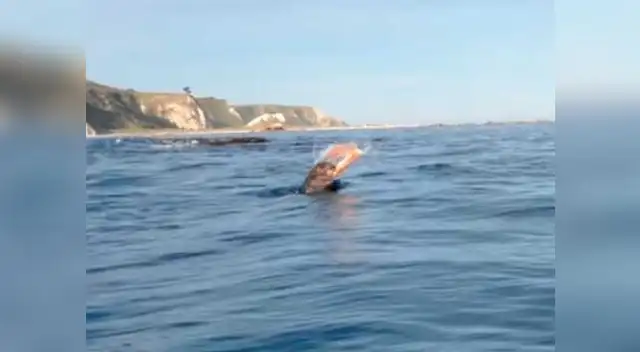Foca y pulpo se enfrentaron en pelea para salvar su vida