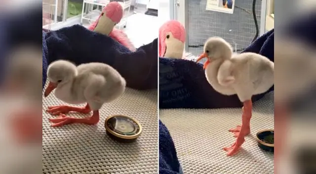 Flamenco bebé intenta pararse en una pata y las redes sociales se enternecen