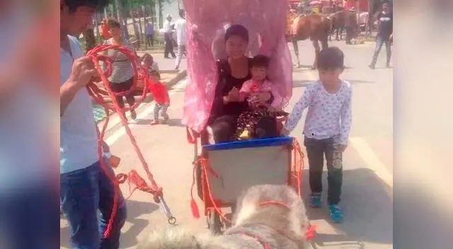 Perros son explotados salvajemente en China