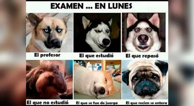 Día del maestro, los más jocosos memes Día del maestro, los más jocosos memes