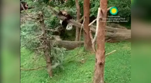 El pequeño panda quiso sorprender al público en Parque de las Leyendas pero todo lo salió mal
