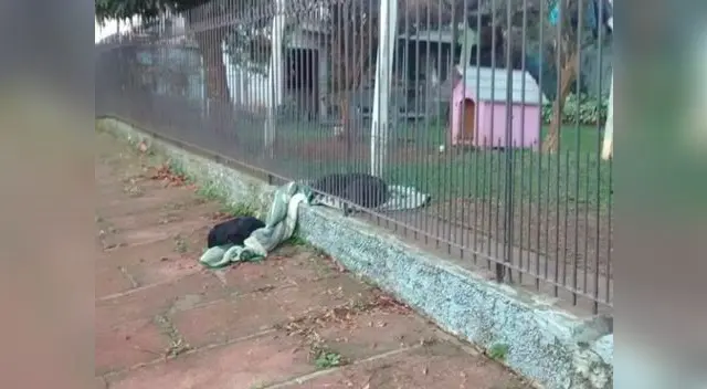 La conmovedora imagen ha enternecido las redes sociales La conmovedora imagen ha enternecido las redes sociales