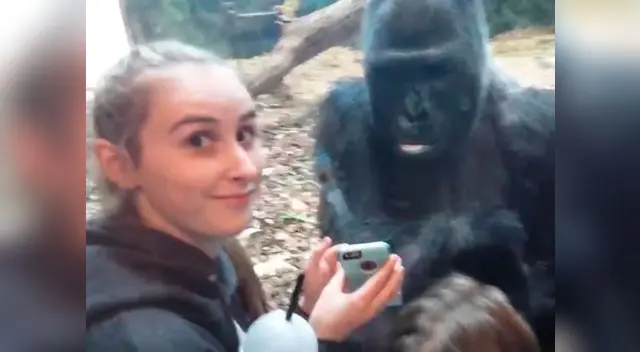 Chica le gusta jugar con gorila en zoo de Estados Unidos