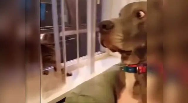 Reacción de perro es viral en YouTube Reacción de perro es viral en YouTube