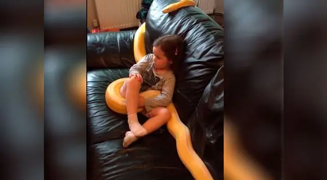 Padre asegura que pitón es amigable con su hija Padre asegura que pitón es amigable con su hija