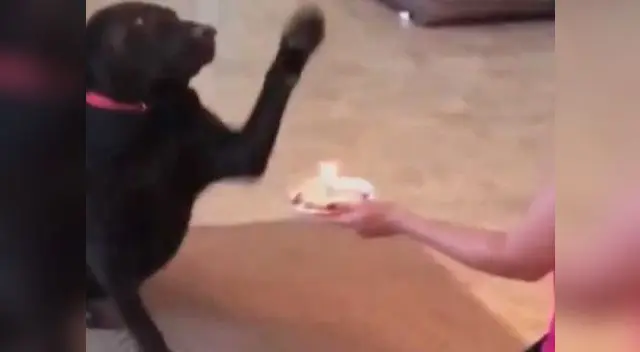 Perro no quiere saber nada de su cumpleaños Perro no quiere saber nada de su cumpleaños