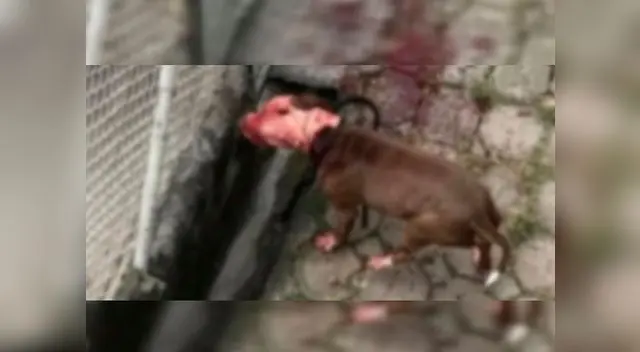 Pitbulls atacaron a menor y la matan