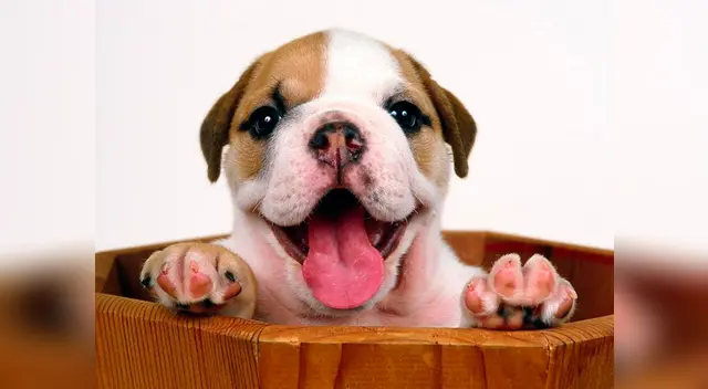 Hoy se festeja el día de nuestros engreidos de casa