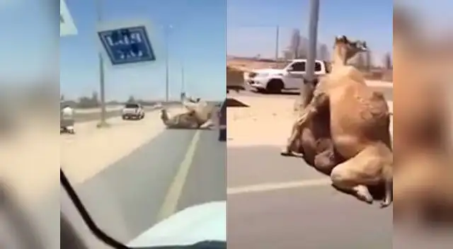Camellos tienen sexo en plena carretera Camellos tienen sexo en plena carretera