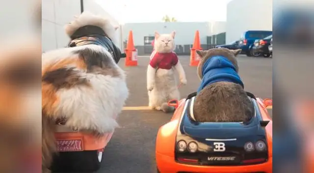 Gatitos sorprenden en video al estilo 'Los Rápidos y Furiosos' Gatitos sorprenden en video al estilo 'Los Rápidos y Furiosos'
