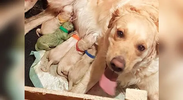 Insólito caso sorprendió a los usuarios de las redes sociales Insólito caso sorprendió a los usuarios de las redes sociales