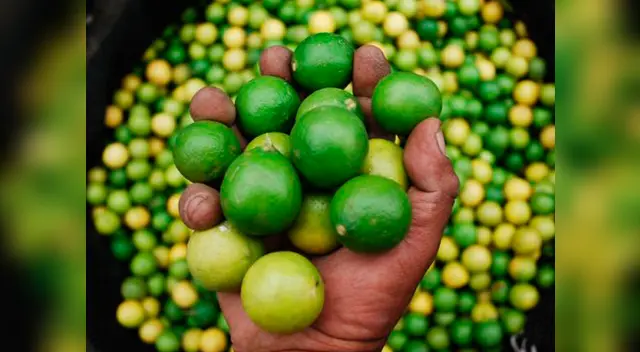 Nueva alza del precio del limón causa preocupación en los consumidores