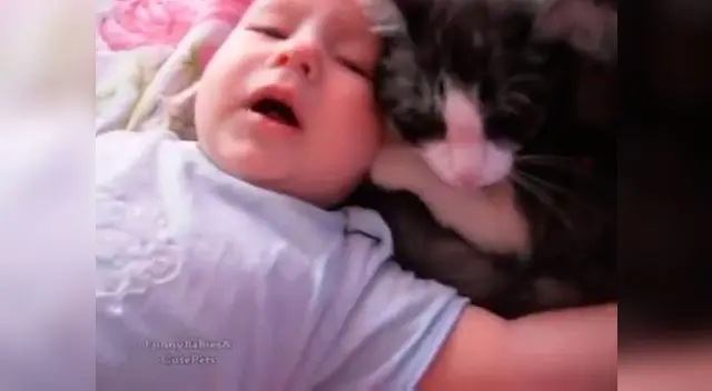 Gatito enternece las redes sociales Gatito enternece las redes sociales