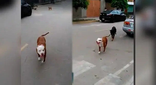 Perro Pitbull sorprendió con su ternura a internautas en Facebook