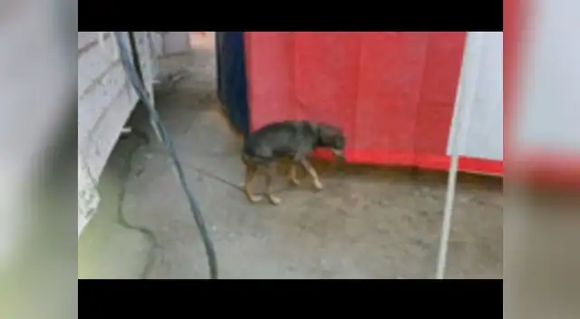 Perros maltratados fueron rescatados a tiempo