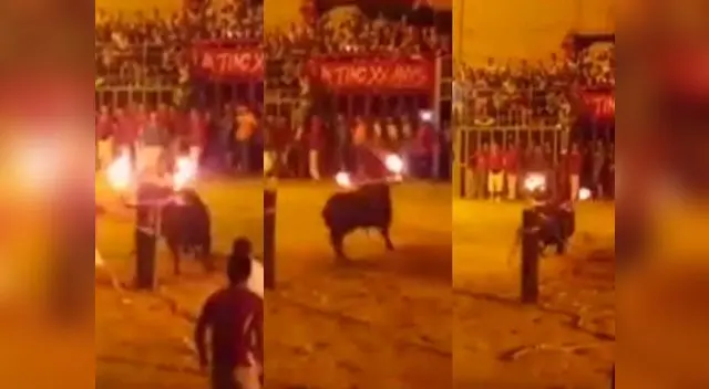 Toro se 'suicida' luego que le prendieran fuego en los cuernos Toro se 'suicida' luego que le prendieran fuego en los cuernos