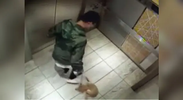 Cobarde ataque contra perrito provoca indignación Cobarde ataque contra perrito provoca indignación