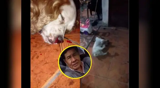 Según denunciante en Facebook, este hombre atacó a palazos a su perro. Can tendría lesiones cerebrales irreversibles Según denunciante en Facebook, este hombre atacó a palazos a su perro. Can tendría lesiones cerebrales irreversibles