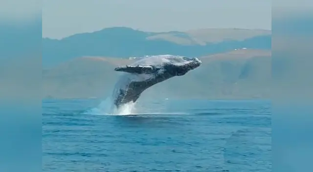 Ballena realizó gran salto desde las profundidades del mar 