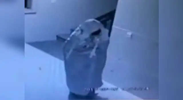 Se disfraza de fantasma, pero cámara ya había captado su rostro Se disfraza de fantasma, pero cámara ya había captado su rostro