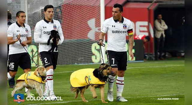 Colo Colo promueve campaña de adopción de mascotas