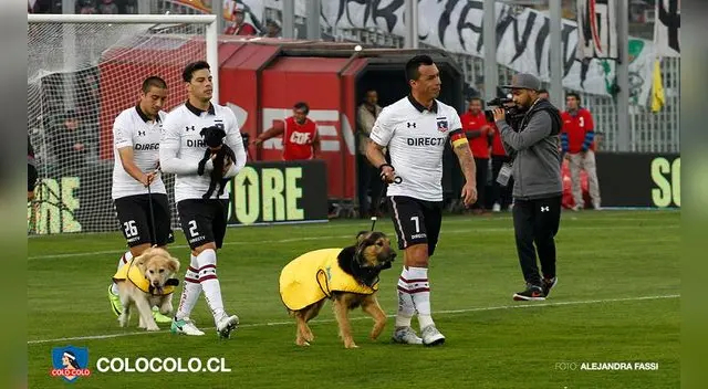 Colo Colo promueve campaña de adopción de mascotas